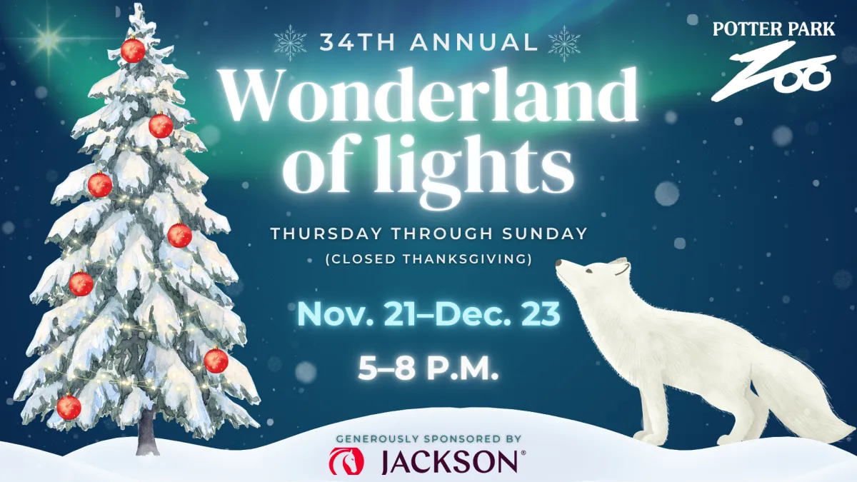 Wonderland of Lights
