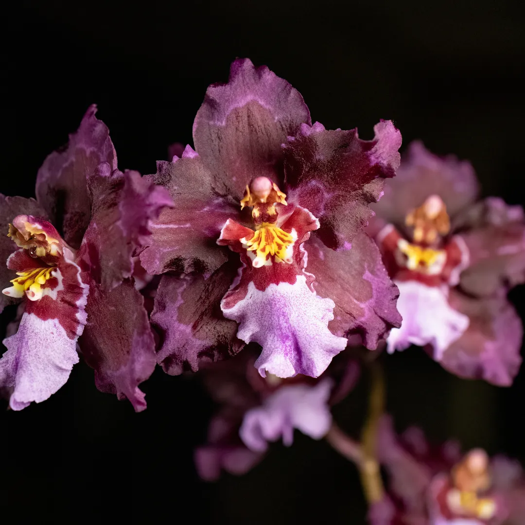 A Most Elegant Madness: Orchids, Art and Fashion in the Victorian Age